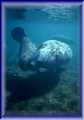manatees love